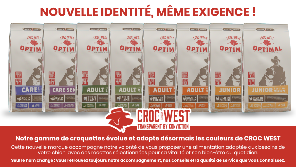 Nouvelle ère de croquettes pour les chiens